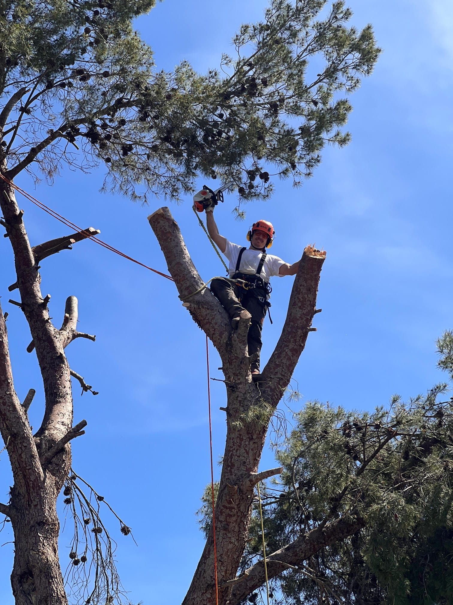 La poda en altura: tecnicas y seguridad en el trabajo arboreo